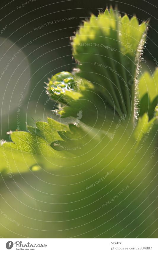 Lady mantle leaf after may rain Alchemilla vulgaris alchemilla Alchemilla leaves May rain raindrops Drop medicinal plant Plantlet light reflexes Flare Leaf