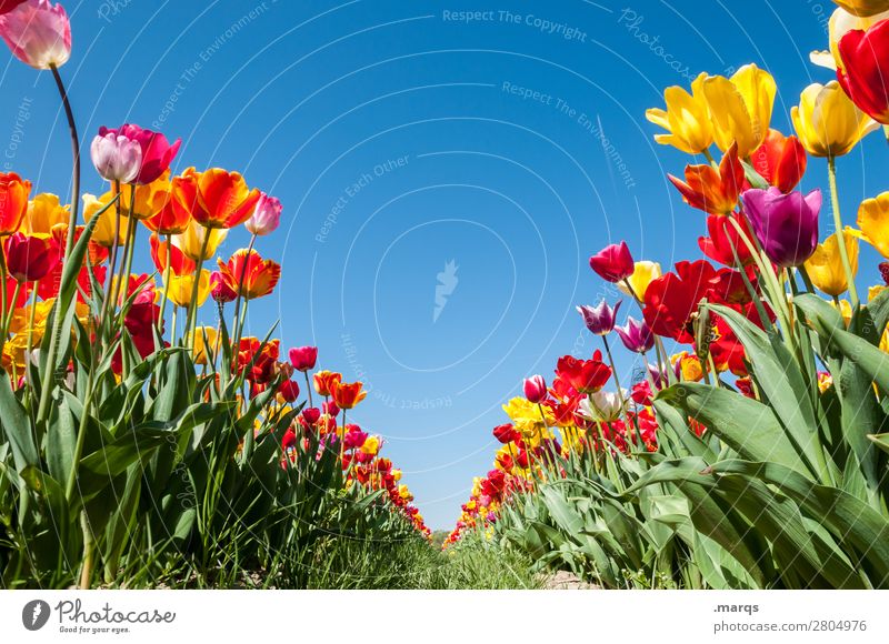 tulip field Nature Plant Cloudless sky Spring Beautiful weather Flower Tulip Tulip field Vanishing point Row Blossoming Spring fever Perspective Symmetry