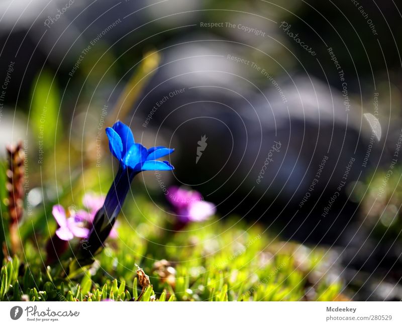 blue light Environment Nature Landscape Plant Sun Summer Grass Leaf Blossom Wild plant Rock Mountain Authentic Beautiful Natural Blue Brown Multicoloured Gray