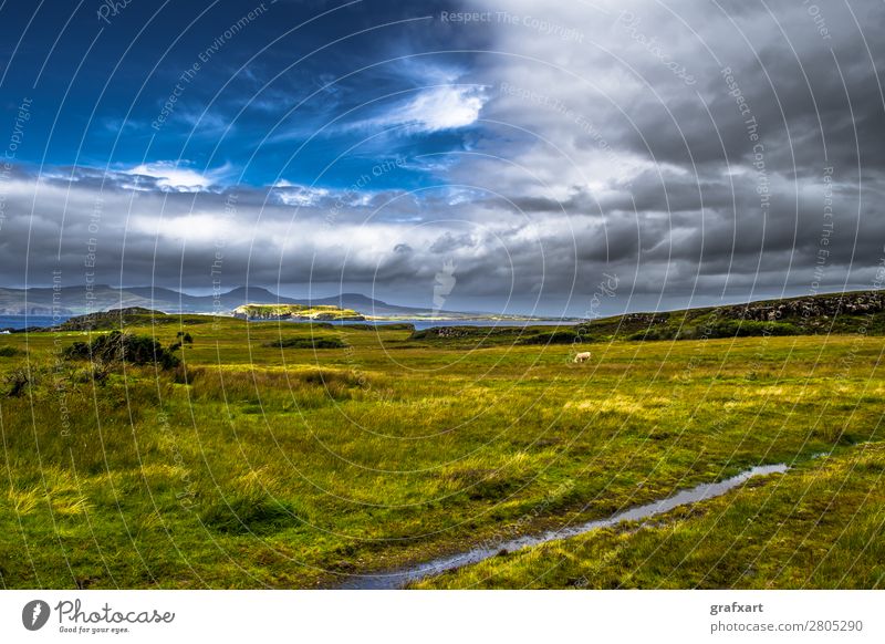 Landscape with cow at the coast of the Isle of Skye in Scotland Atlantic Ocean Mountain Great Britain Highlands Island Cow Coast Agriculture Picturesque Nature