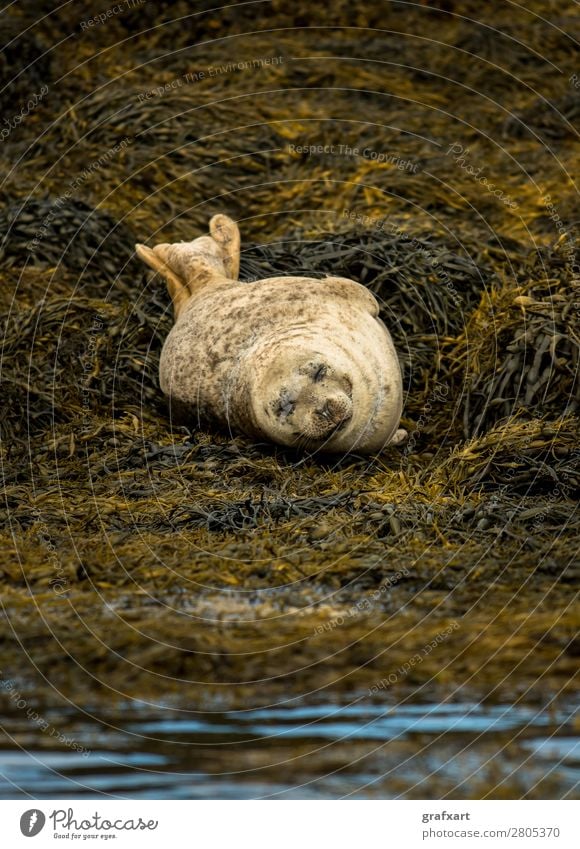 Seal near Dunvegan Castle on the Isle of Skye Living thing Atlantic Ocean Watchfulness biodiversity boat trip dunvegan Relaxation preservation Carnivore