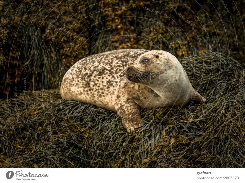 Seal near Dunvegan Castle on the Isle of Skye Living thing Atlantic Ocean Watchfulness biodiversity boat trip Relaxation preservation Carnivore Free-living