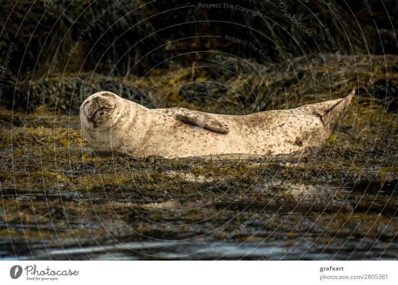 Seal near Dunvegan Castle on the Isle of Skye Living thing Atlantic Ocean Watchfulness biodiversity boat trip Relaxation preservation Carnivore Free-living