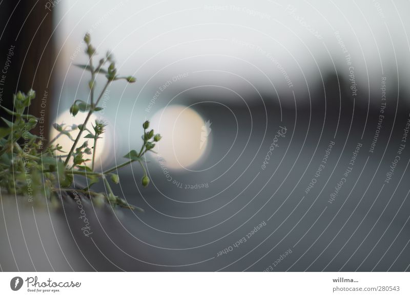 Kidney on the roadside, headlights in the background kidney Roadside Plant Flower Wild plant Street Car headlights Gray White Loneliness Environment Survive