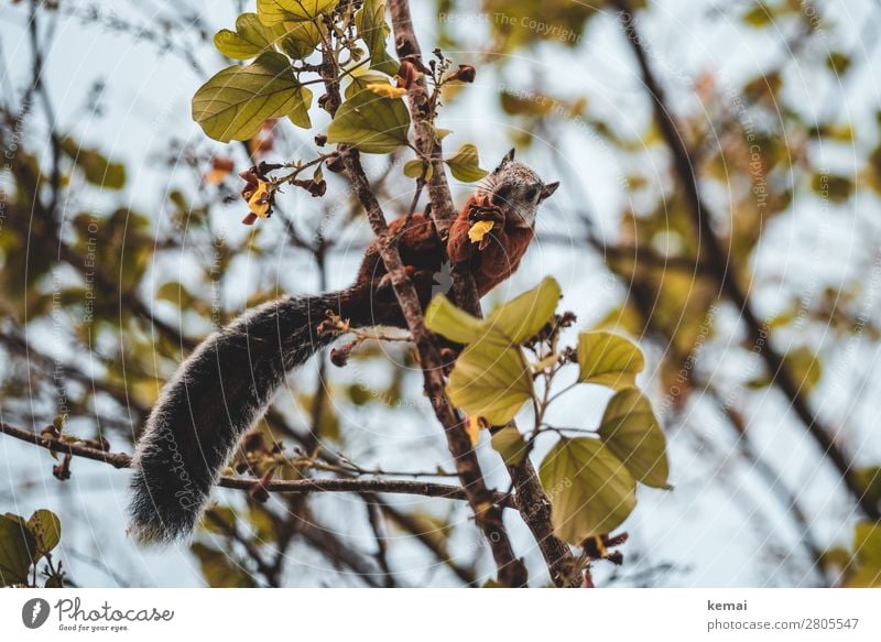 Hello, tourist. Life Harmonious Well-being Contentment Calm Vacation & Travel Summer Nature Plant Animal Sky Beautiful weather Tree Leaf Branch Costa Rica