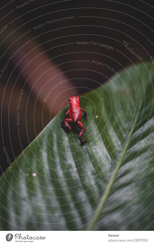 The poisonous frog Harmonious Vacation & Travel Adventure Safari Expedition Nature Animal Beautiful weather Plant Exotic Leaf Virgin forest Costa Rica