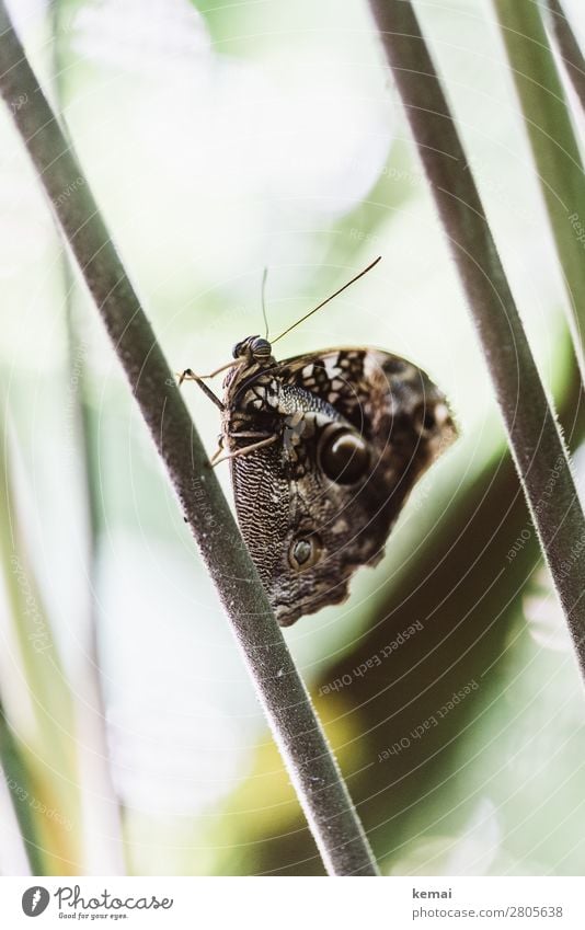 butterfly Harmonious Well-being Relaxation Calm Leisure and hobbies Vacation & Travel Adventure Expedition Nature Animal Foliage plant Garden Costa Rica