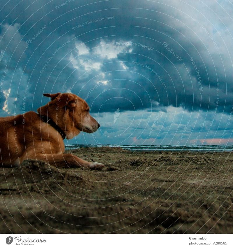 Dog(s) Animal Pet 1 Lie Wait Sand Beach Clouds Calm Colour photo Exterior shot Copy Space right Copy Space bottom Twilight