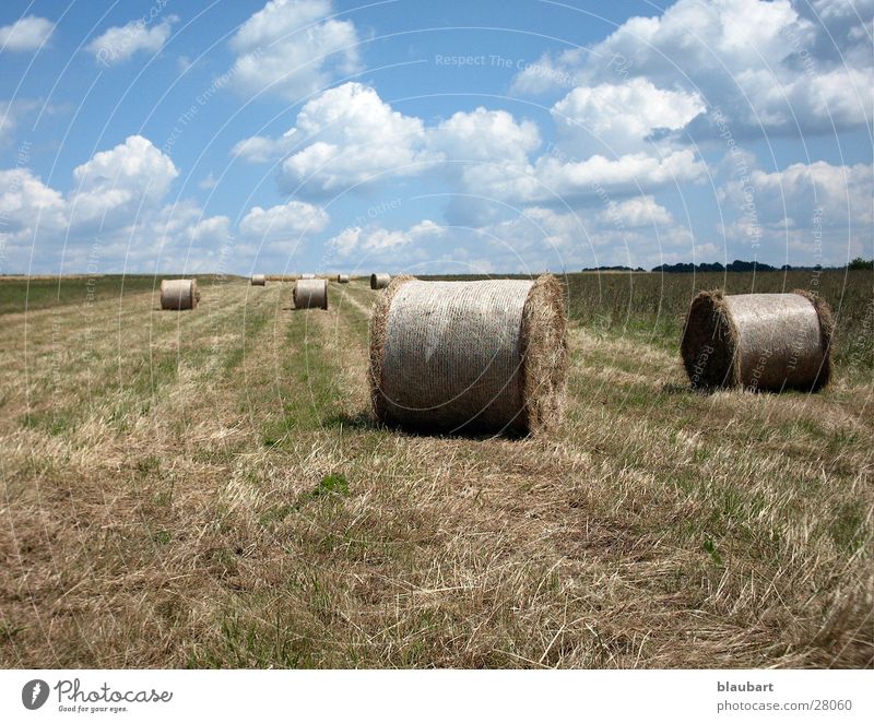 Donkey Kong Hay bale Field