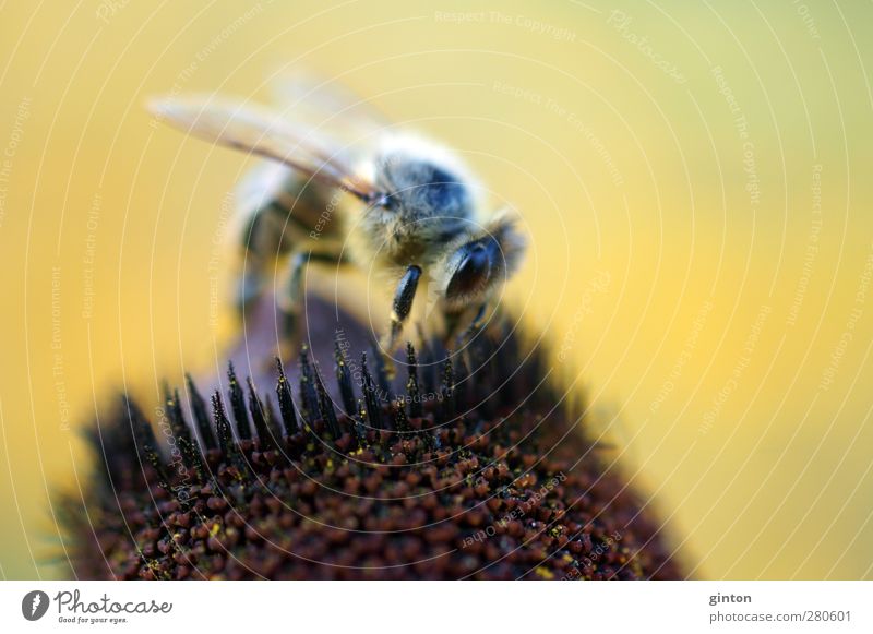 busy bee Animal Farm animal Bee 1 Work and employment Blossoming Stand Natural Wild Brown Yellow Conscientiously Diligent Disciplined Colour photo Exterior shot