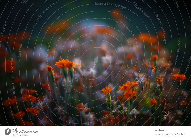 Flower meadow with orange little flowers Nature Plant Summer Garden Orange Black Shade plant Blossom Dark Bright Colours Colour photo Exterior shot Deserted