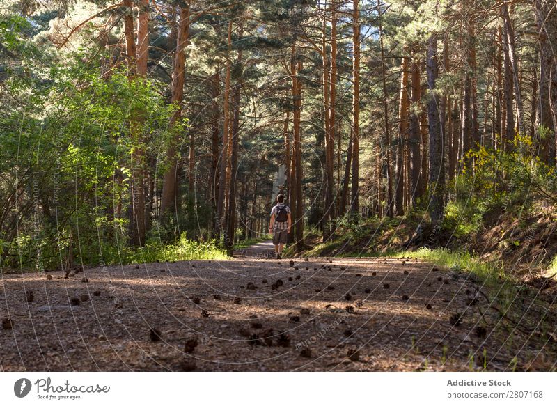 Man of adventure in the forest on a sunny spring day Forest Nature Walking Mountain trekking Human being Youth (Young adults) Sunbeam Hiking Park Beautiful