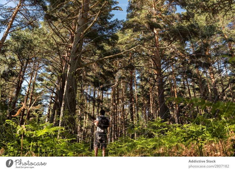 Man of adventure in the forest on a sunny spring day Forest Nature Walking Mountain trekking Human being Youth (Young adults) Sunbeam Hiking Park Beautiful