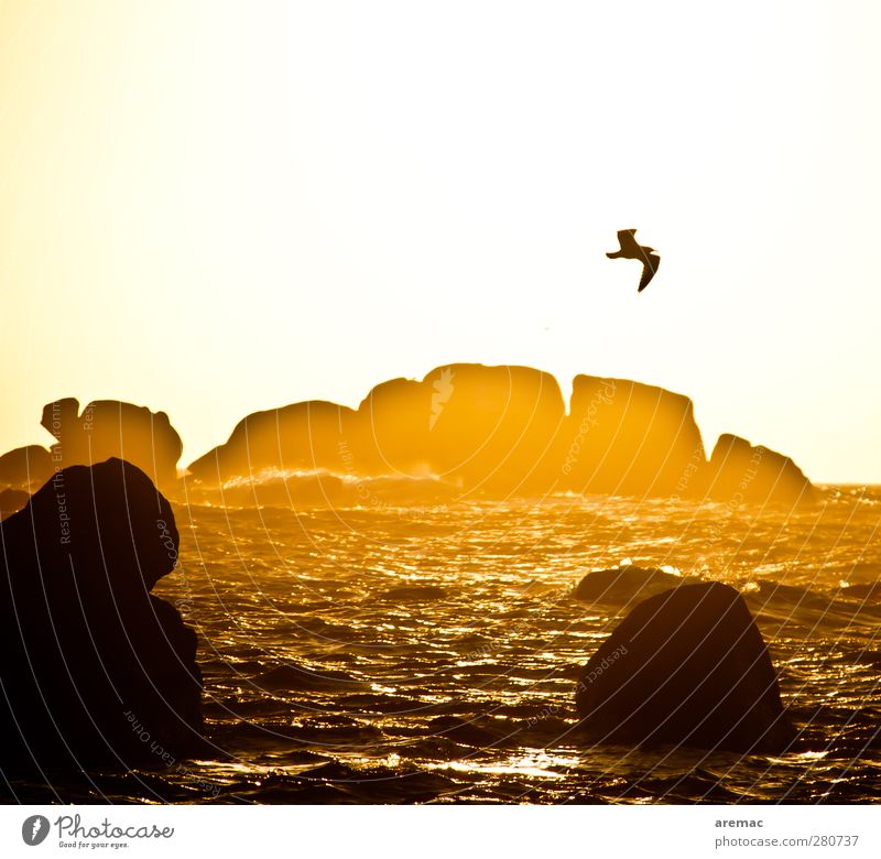 evening light Nature Landscape Water Sunrise Sunset Sunlight Summer Beautiful weather Rock Waves Coast Ocean Animal Bird Seagull 1 Flying Calm Colour photo