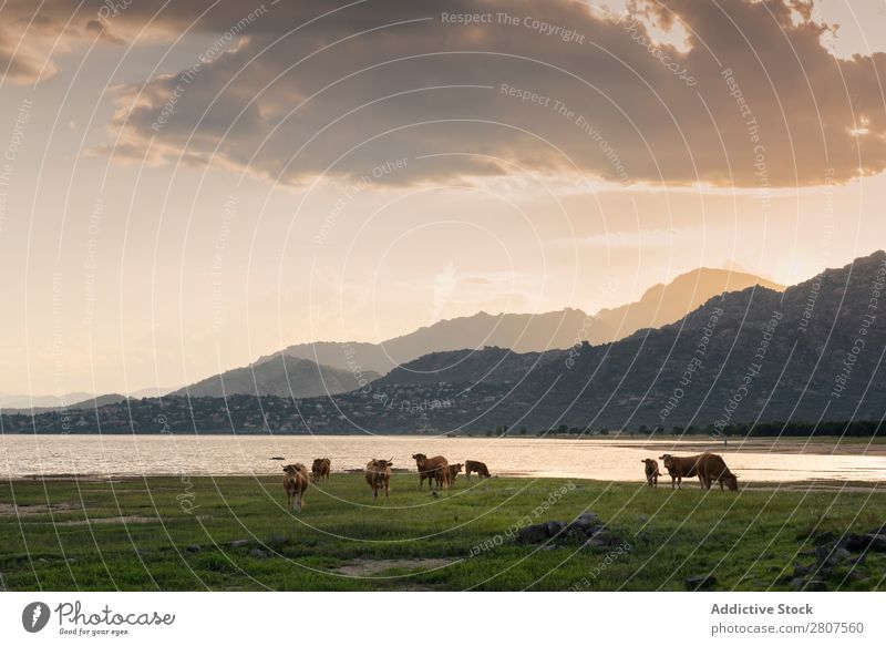 Landscape with lake and pasture in Manzanares el Real, Madrid. Spain Cow Lake Reflection Pasture Sky Flower Nature Meadow Field Cattle Rural River Green Water