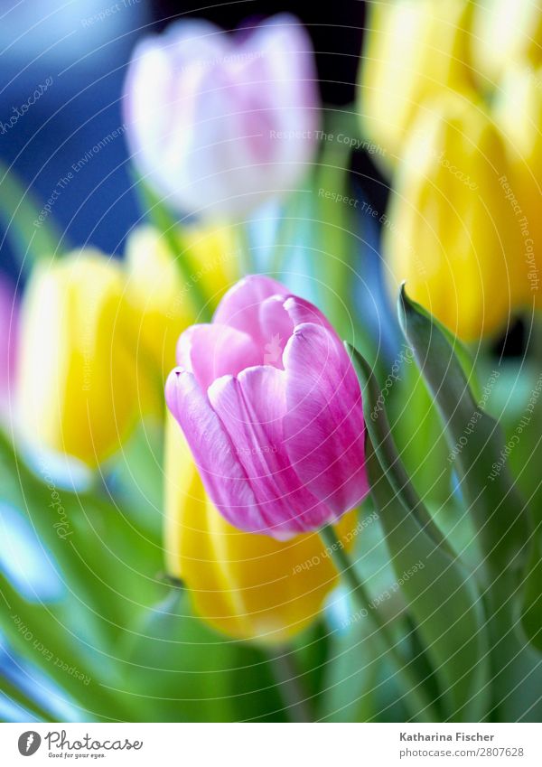 pink yellow white tulip bouquet Art Nature Plant Spring Summer Autumn Winter Flower Tulip Leaf Blossom Bouquet Blossoming Illuminate Growth Fresh Beautiful