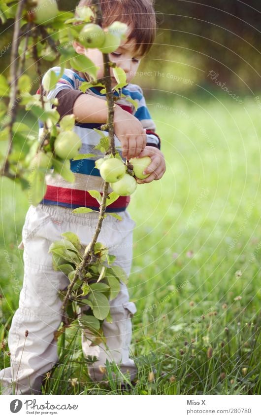 harvesters Food Fruit Apple Nutrition Organic produce Vegetarian diet Playing Garden Human being Child Toddler 1 1 - 3 years 3 - 8 years Infancy Summer Autumn