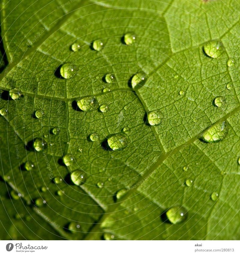 The leaf 35 Nature Plant Bad weather Rain Leaf Wet Green Vine leaf Pinot Noir leaf Drop Rachis Macro (Extreme close-up) Natural growth Water Colour photo Day