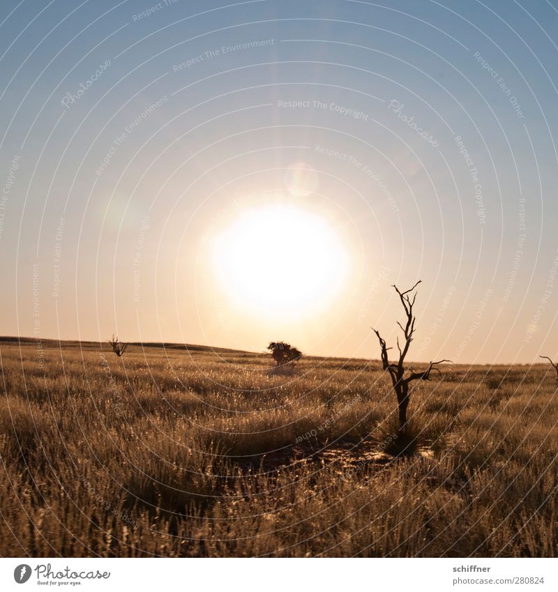 Where's the sundowner? Environment Nature Landscape Cloudless sky Sun Sunrise Sunset Sunlight Drought Grass Desert Dry Steppe Tree trunk Tree stump Death