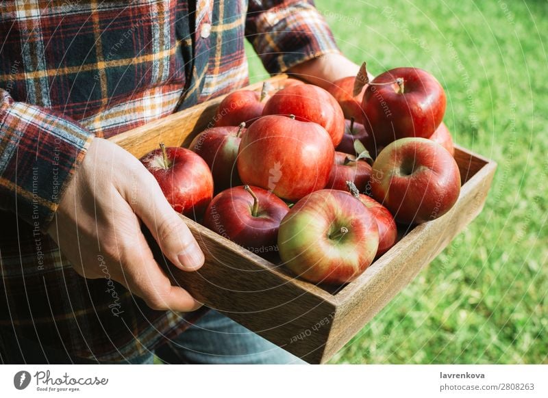 Man in plaid shirt holding wooden box with organic apples Apple Pick Faceless Grass Autumn Hand Vegetarian diet Diet Agriculture Harvest Farmer Checkered Tray