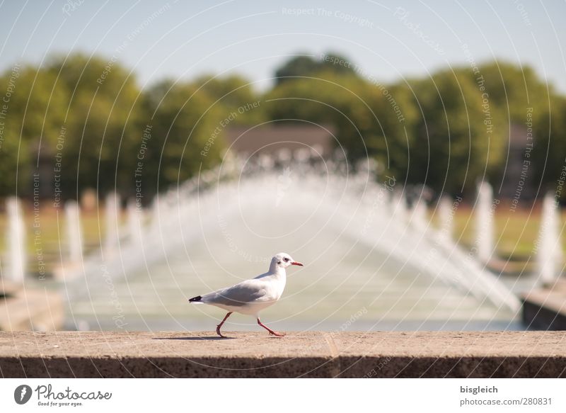 stroll Bird Seagull 1 Animal Going Funny Brown Green Fountain Wall (barrier) To go for a walk Colour photo Exterior shot Deserted Copy Space top Day