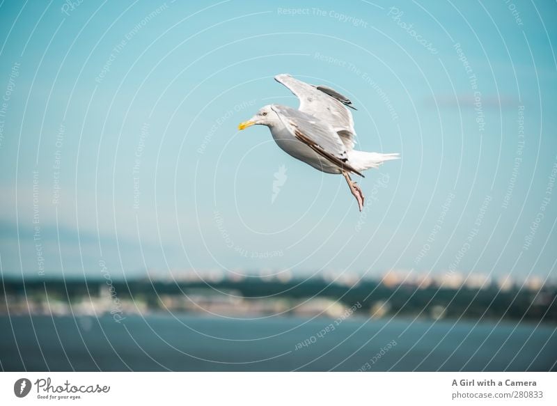 full braking Animal Wild animal Bird 1 Movement Free Fresh Blue Seagull Ocean Coast Hover Fly Colour photo Exterior shot Deserted Copy Space left