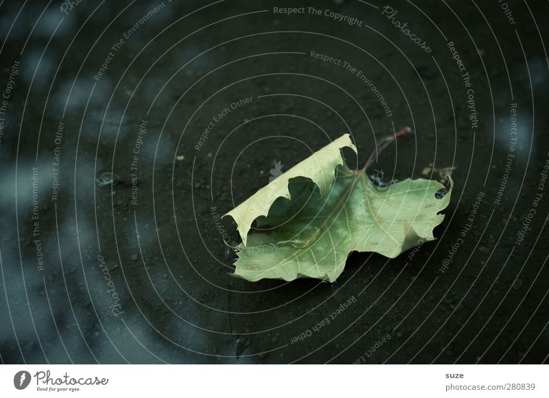 Please turn around! Nature Water Autumn Weather Sadness Old Esthetic Dark Wet Natural Green Black Death Transience Time Autumn leaves Autumnal Seasons