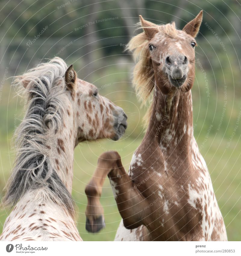 boy squad Environment Nature Animal Farm animal Horse 2 Brown Gray Jump Head Looking Mane Colour photo Exterior shot Deserted Day Motion blur Animal portrait