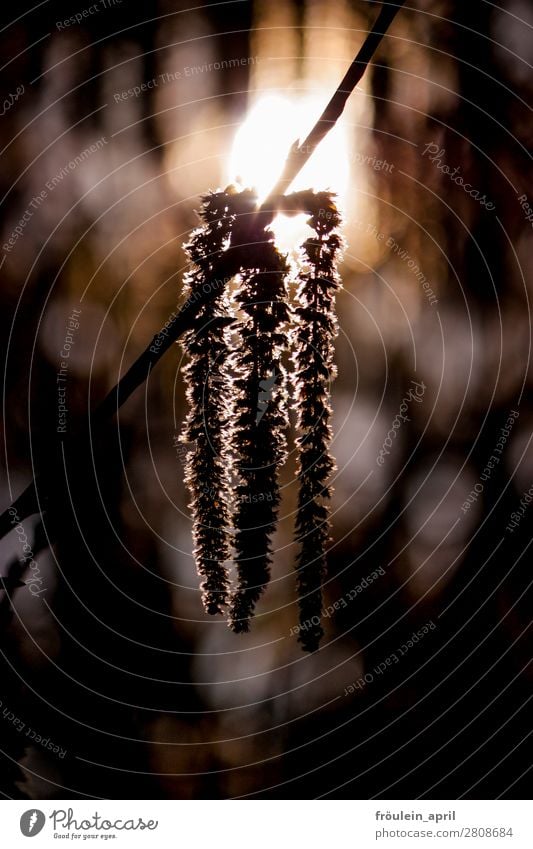 triplets Nature Plant Spring Tree Blossom Natural Brown Portrait format Allergy Pollen Birch tree Flower necklace Colour photo Exterior shot Morning Back-light