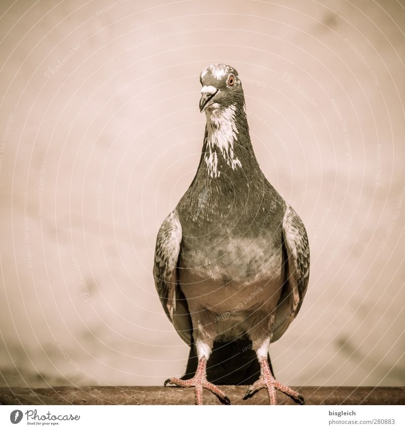 fool sb. Zoo Animal Bird Pigeon 1 Looking Sit Brown Colour photo Exterior shot Deserted Copy Space left Neutral Background Day Shallow depth of field