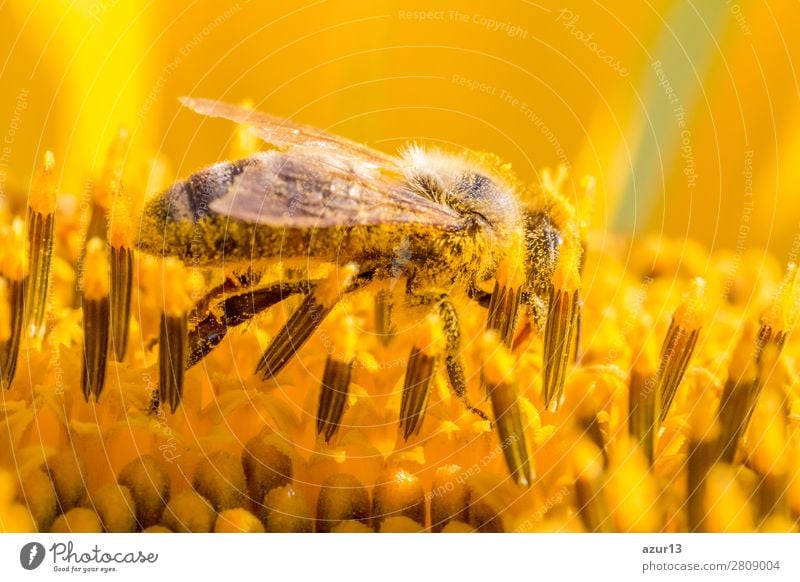 Honey bee covered with yellow pollen collecting sunflower nectar Summer Environment Nature Animal Sun Spring Climate Climate change Weather Beautiful weather