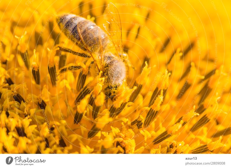 Honey bee covered with yellow pollen collecting sunflower nectar Summer Environment Nature Animal Sun Spring Climate Climate change Weather Beautiful weather