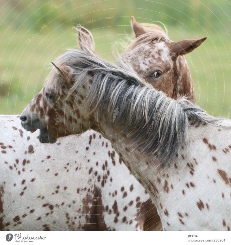 Nibbling Squad II Environment Nature Animal Farm animal Horse 2 Head Looking Pinto Mane Colour photo Exterior shot Deserted Day Animal portrait