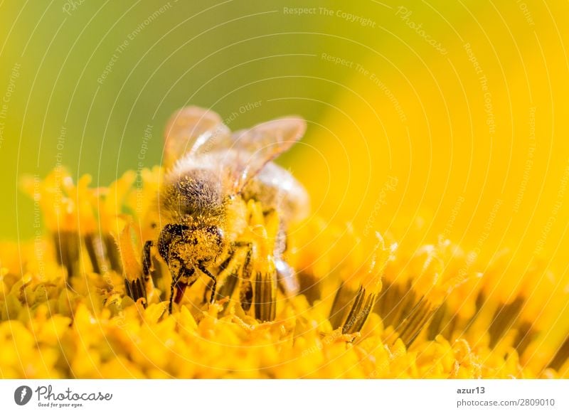 Honey bee covered with yellow pollen collecting sunflower nectar Summer Environment Nature Animal Sun Spring Climate Climate change Weather Beautiful weather