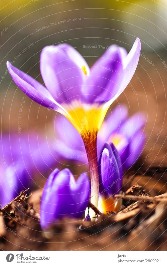 Spring II Plant Bad weather Flower Blossom Garden Park Blossoming Fresh Natural New Violet Spring fever Nature Crocus Colour photo Exterior shot Close-up Detail