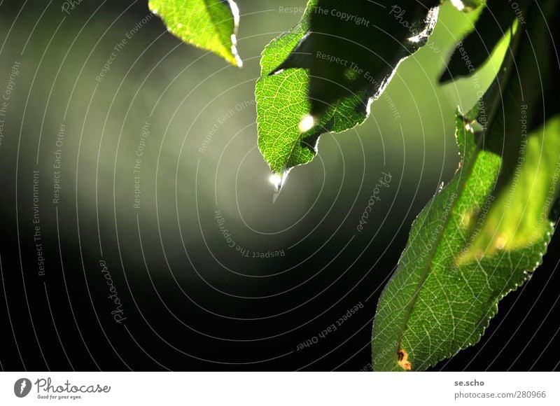 After the rain Nature Plant Drops of water Sun Sunlight Summer Beautiful weather Rain Apple tree Apple tree leaf Garden Park Optimism Peaceful Attentive