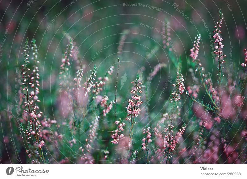 man's photo Nature Plant Kitsch Mountain heather broom heathen Heathland Heather family Colour photo Blur