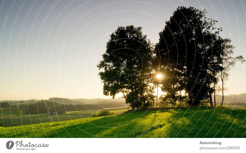 on the hill Environment Nature Landscape Plant Air Sky Cloudless sky Sun Sunrise Sunset Sunlight Summer Weather Beautiful weather Warmth Tree Grass Meadow