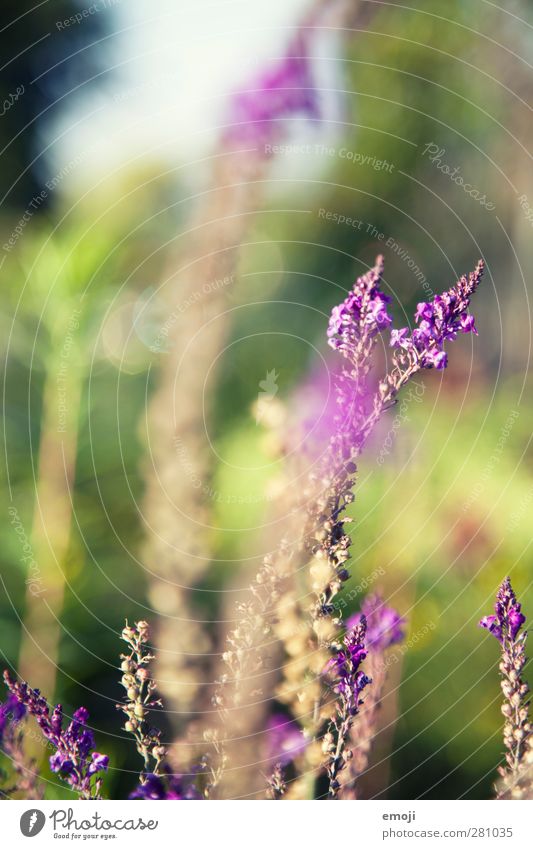 Summer goodbye Environment Nature Plant Beautiful weather Flower Bushes Fragrance Natural Violet Colour photo Exterior shot Close-up Detail