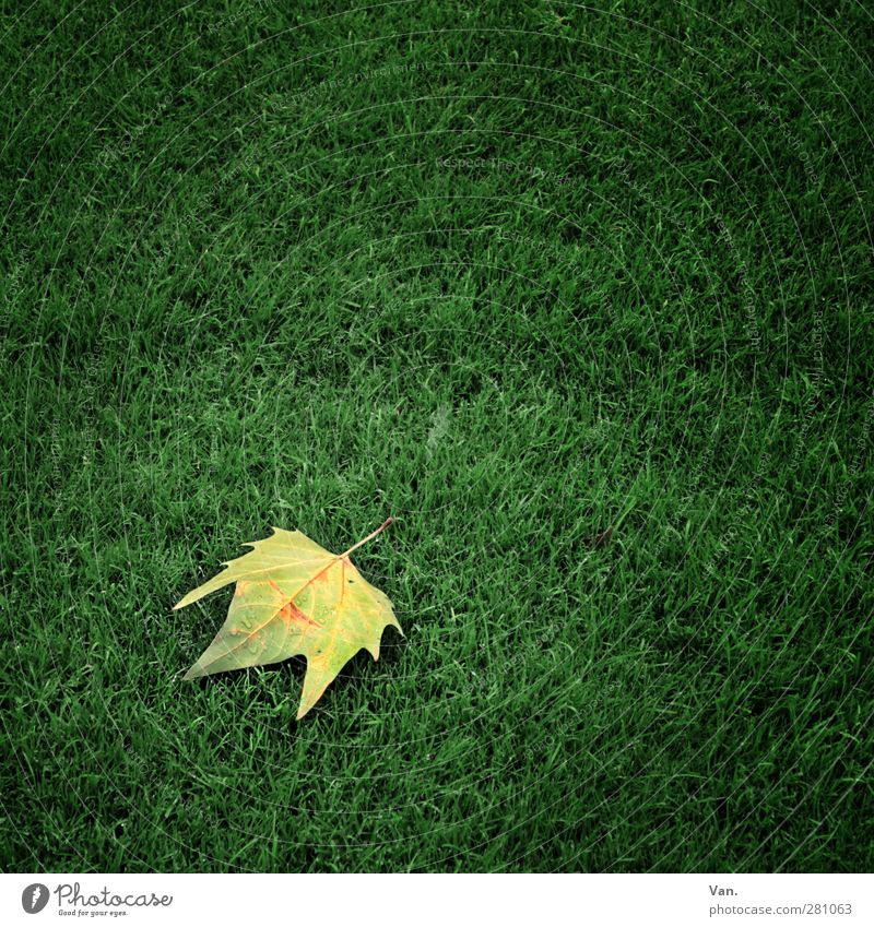 Leaf Me Alone Nature Grass Maple tree Meadow Fresh Yellow Gray Colour photo Multicoloured Exterior shot Close-up Deserted Neutral Background Day