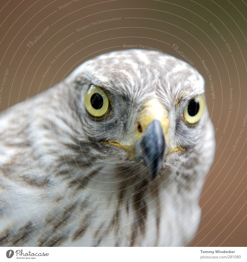 accipiter gentilis Biology Natural science Nature Animal Wild animal Bird Animal face 1 Looking Power Watchfulness Environmental protection Goshawk Bird of prey