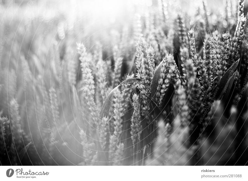 glow Environment Nature Landscape Summer Beautiful weather Agricultural crop Field Idyll Grain Grain field Black & white photo Exterior shot Deserted Evening