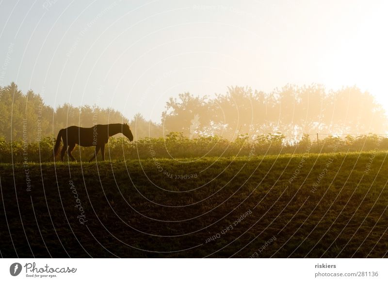 where is the journey going? Environment Nature Landscape Sunrise Sunset Sunlight Autumn Fog Meadow Field Hill Animal Pet Horse 1 Going Hiking Emotions Brave