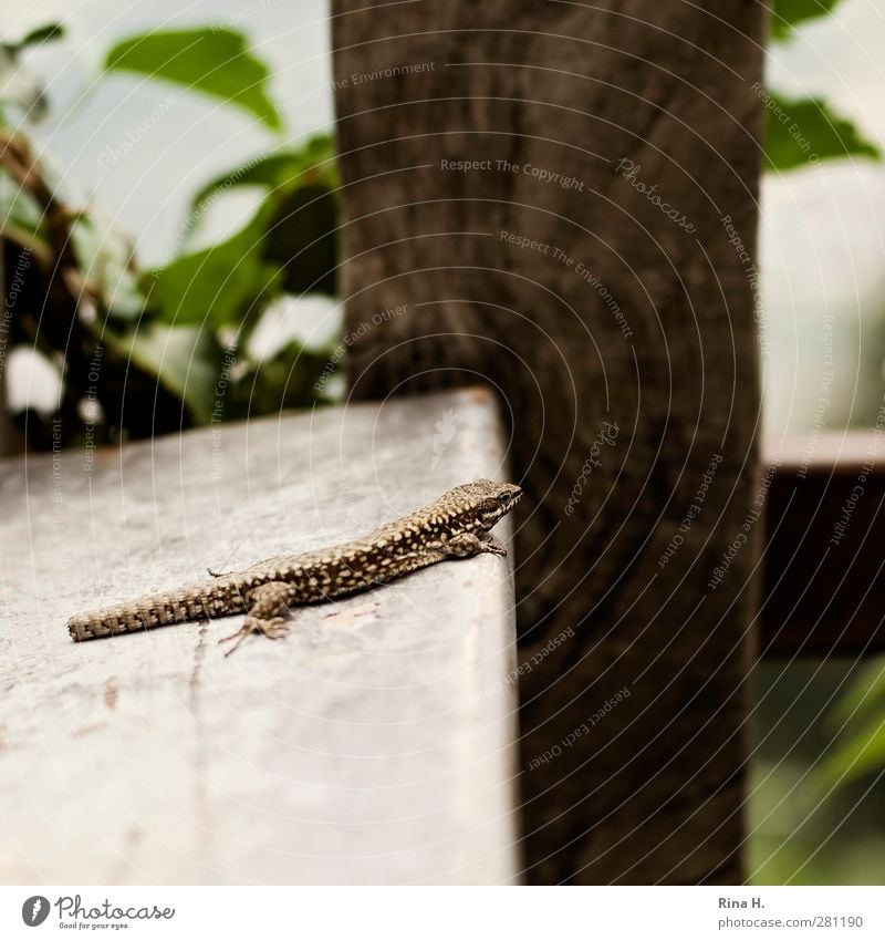 TailAb Nature Animal Wild animal 1 Observe Sit Wait Authentic Brown Healthy Wound Tails Subdued colour Exterior shot Deserted Shallow depth of field