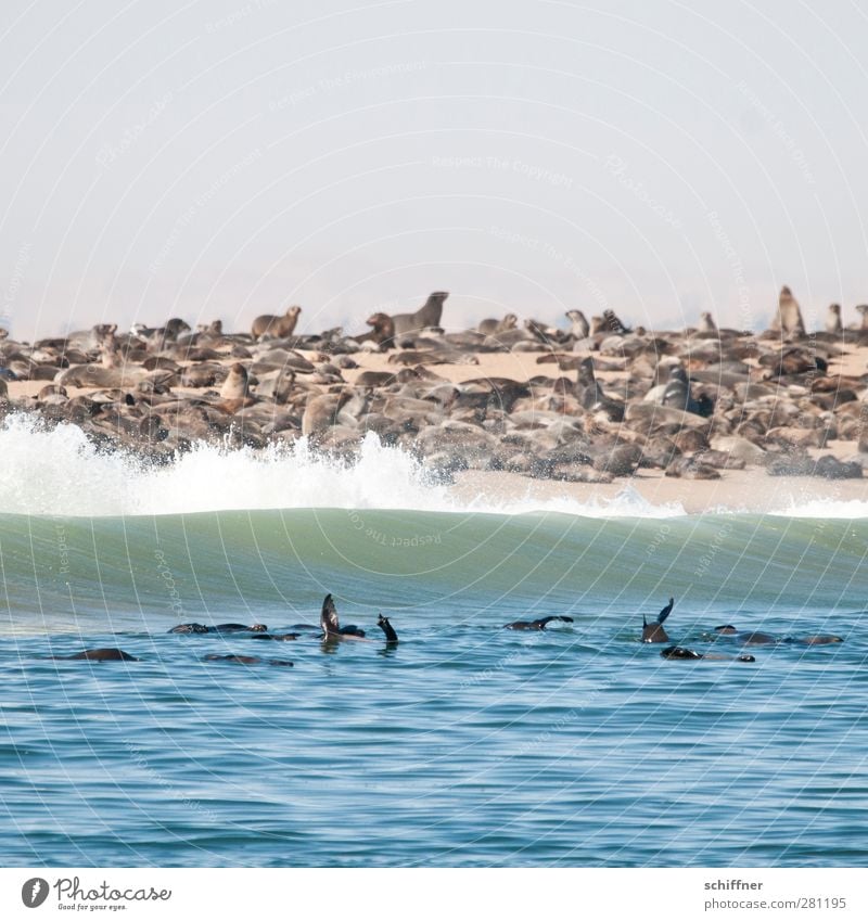 Shit, forgetting to put towel down Animal Wild animal Group of animals Herd Pack Communicate Wave Ocean Coast Beach Waves Overpopulated Many White crest Narrow