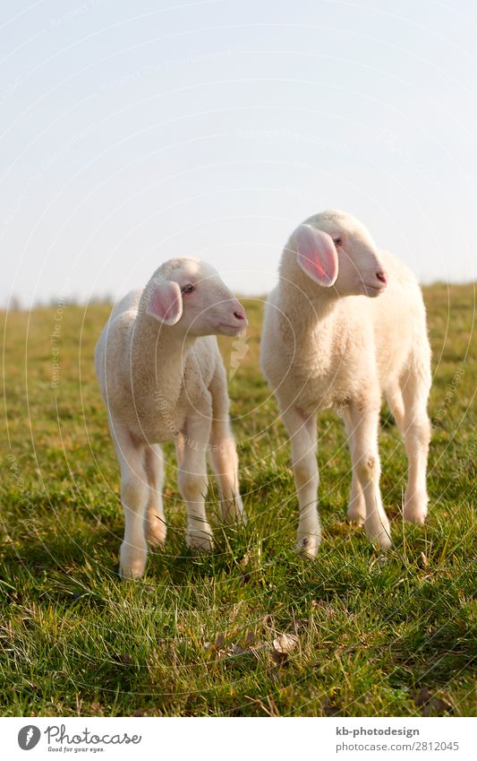 Young lamb on a meadow in springtime Nature Farm animal Sheep 2 Animal Baby animal Jump wool easter Easter Lamb Shave natural mammal sun sunlight animal welfare