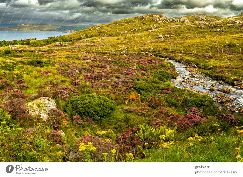 Coastal landscape with deer and river in Scotland Atlantic Ocean Brook biodiversity River Great Britain Heather family Highlands Deer Hind Idyll Hunting