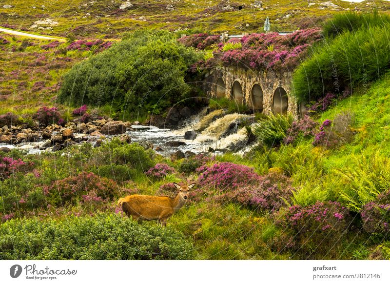 Landscape with deer and old bridge over river in Scotland Brook biodiversity Bridge River Freedom Great Britain habitat Heather family Highlands Deer Hind