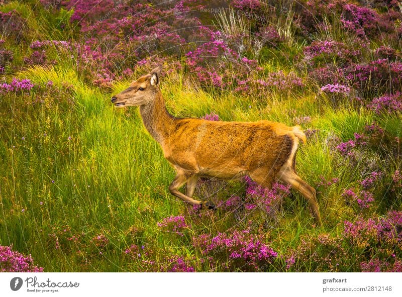 Deer cow in the Highlands of Scotland biodiversity Flower Great Britain habitat Heather family Hind Hunting Landscape Picturesque Sustainability Nature