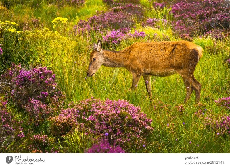 Deer cow in the Highlands of Scotland biodiversity Flower Great Britain habitat Heather family Hind Hunting Landscape Picturesque Sustainability Nature